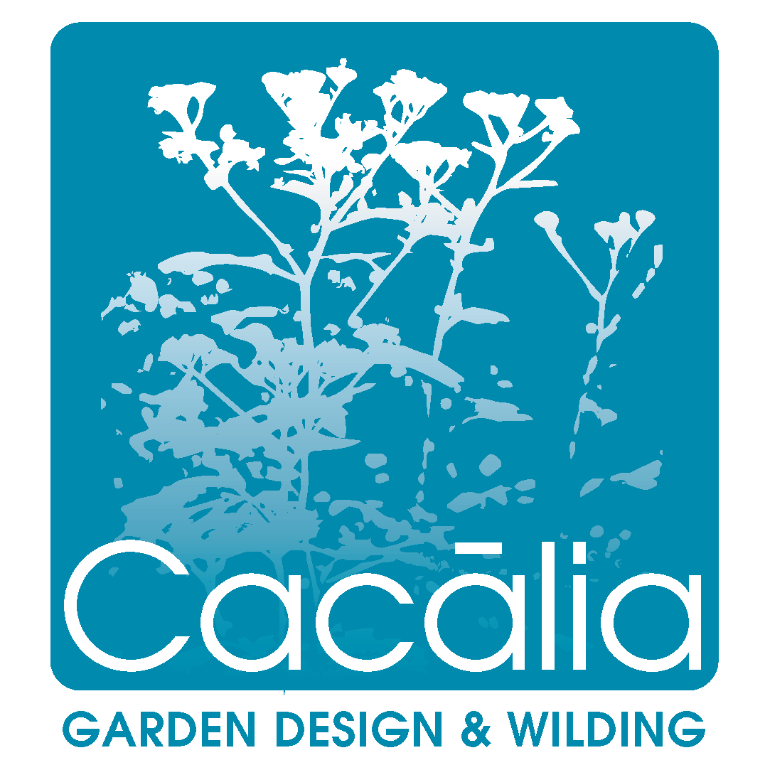 Cacalia Design